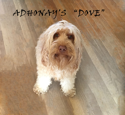 ADHONAYS